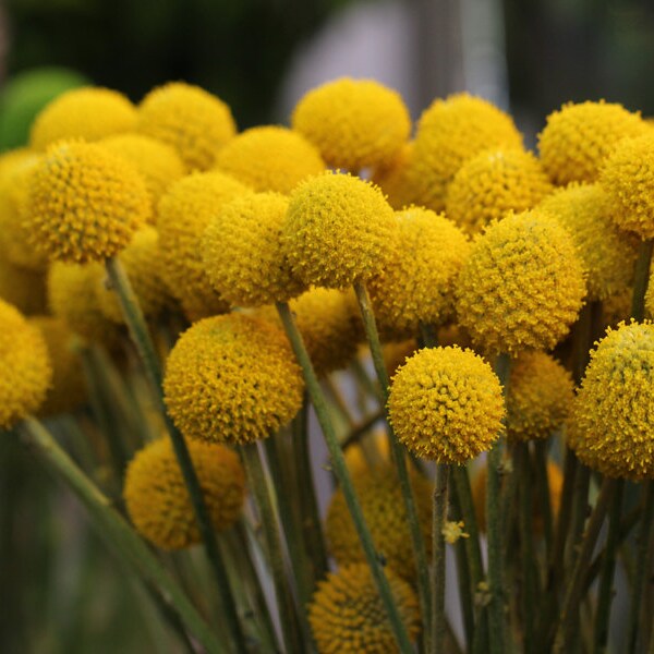 0.1g (approx. 100)  drumstick seeds CRASPEDIA GLOBOSA bright yellow ping – pong shaped flowers