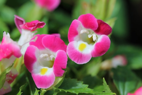 How To Deadhead Torenia Plant (3 Simple Steps) 2 | Plantgardener torenia