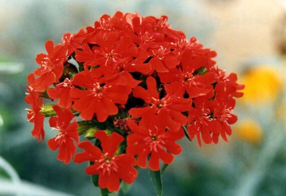 0 3g Approx 700 Maltese Cross Seeds Lychnis Chalcedonica Etsy 0 3g Approx 700 Maltese Cross Seeds Lychnis Chalcedonica Etsy