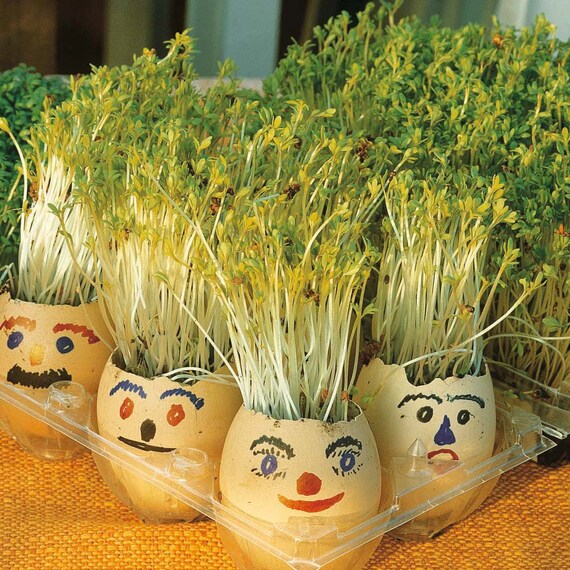 Garden Cress Plant Pods