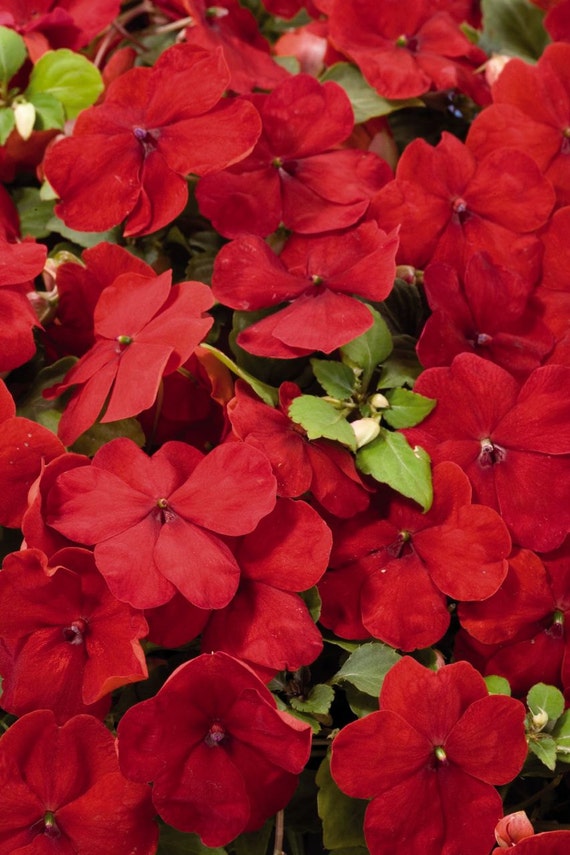 50 Impatiens seeds impatiens sun and shade eye popper mix 