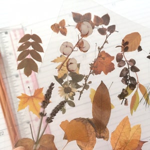 Adesivo de folha de outono, temporada dourada, bordo, folha amarela, flor de algodão, folhas de outono, folhas secas, foto, faça você mesmo, flor seca, artesanato, cartão de flores, decoração, presente