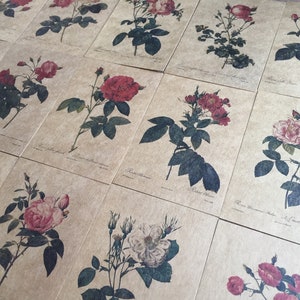 Conjunto de cartão postal enciclopédia 24 rosas, coleção de flores, jardinagem, botânica, arte botânica, ilustração, cartão kraft, presente de papel