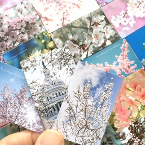 30 autocollants fleurs de cerisier Sakura, paysage floral national du japon, photo de fleurs roses, planificateur de culture florale du japon, cadeau de décoration