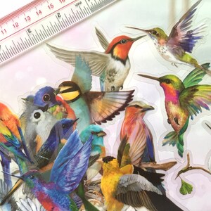 20 Rare Colorful Bird Stickers 2D Pretty Wild Bird Forest Bird ...