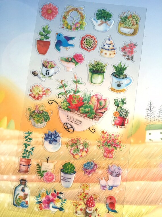 Succulent Plant Chart