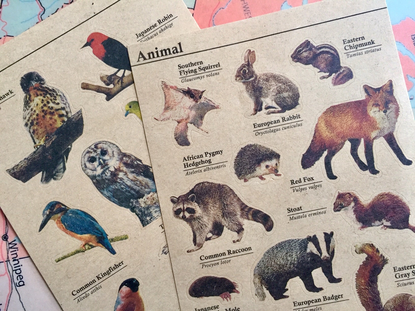 Carnivorous Animals Pictures With Names