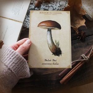 Bolet Bai. carte imprimée illustration champignon du 19ème décoration botanique vintage sorcellerie magie .
