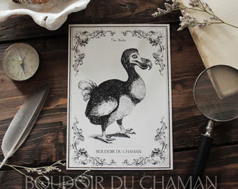 The Dodo. printed card illustration of the 18th vintage botanical decoration witchcraft magic.