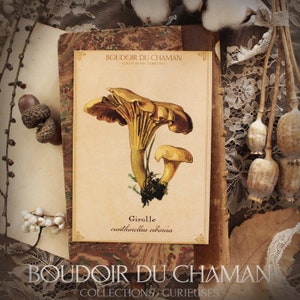 Chanterelle. paddestoel illustratie gedrukte kaart uit de 19e vintage botanische decoratie hekserij magie.