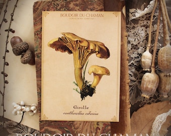 Chanterelle. mushroom illustration printed card from the 19th vintage botanical decoration witchcraft magic.