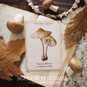 Lépiote élevée. carte imprimée illustration champignon du 19ème décoration botanique vintage sorcellerie magie .