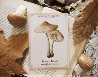 High lepiote. mushroom illustration printed card from the 19th vintage botanical decoration witchcraft magic.