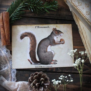 L'Ecureuil . carte imprimée animal totem illustration ancienne décoration vintage nature pagan magie .