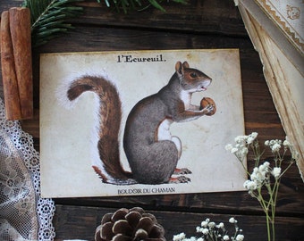 The squirrel . printed card animal totem old illustration vintage decoration nature pagan magic.