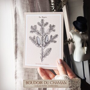 Le Sapin. lin . carte imprimée illustration du 19ème décoration botanique vintage sorcellerie magie .