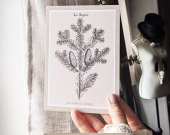 Fir. linen. printed card illustration from the 19th vintage botanical decoration witchcraft magic.