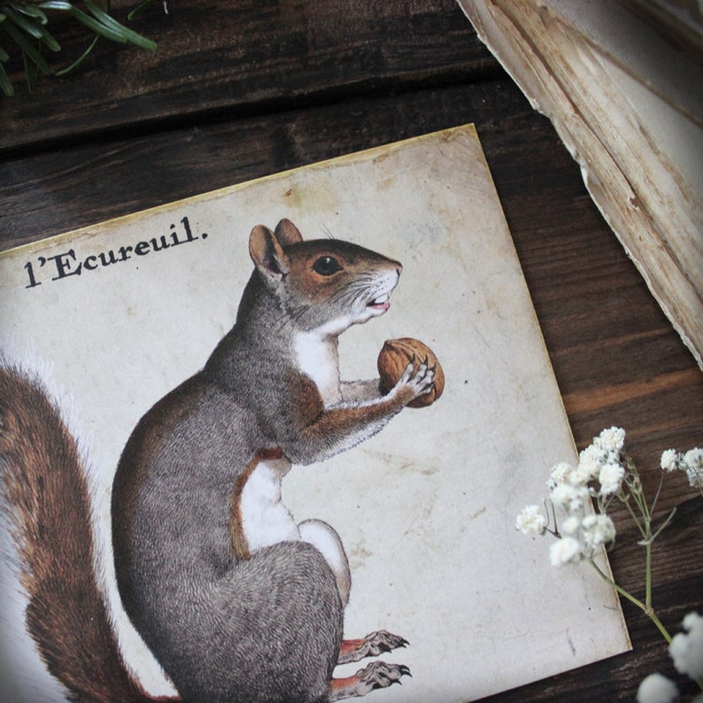 The squirrel . printed card animal totem old illustration vintage decoration nature pagan magic. image 2