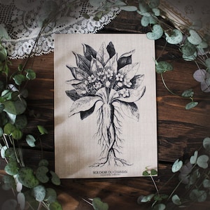 La Mandragore. carte imprimée illustration du 17ème décoration botanique vintage sorcellerie magie .