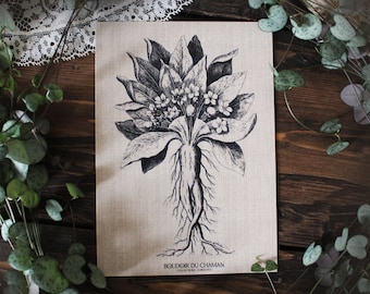 The Mandrake. printed card illustration of the 17th vintage botanical decoration witchcraft magic.