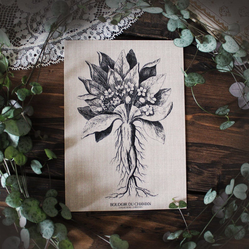 Ilustração do Stock: Hand drawing illustration. Vector illustration of  mandrake. Mandragora root homunculus, alchemy ingredient, witchcraft,  sorcery mystical creature. Halloween character. Botanical. Coloring page