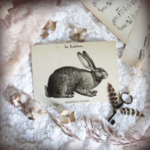 Hase . Gedruckte Karte Tiertotem alte Illustration Vintage Dekoration Natur heidnische Magie.