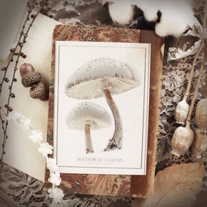 Forêt Enchantée . carte imprimée illustration champignon  décoration botanique vintage sorcellerie magie .