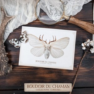 Phalène Nordique . carte imprimée illustration papillon de nuit bois de cerf décoration entomologie vintage sorcellerie magie .