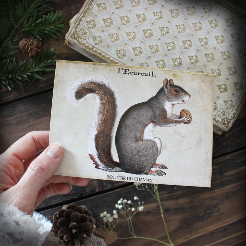 The squirrel . printed card animal totem old illustration vintage decoration nature pagan magic. image 3