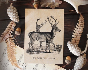 The Deer. printed card illustration from the 19th vintage naturalist forest decoration.