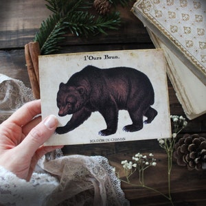 Ours Brun . carte imprimée animal totem illustration ancienne décoration vintage nature  pagan magie .