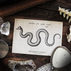 Le Basilic. carte imprimée illustration du 17ème décoration botanique vintage sorcellerie magie .