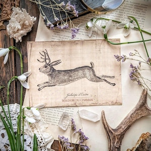 Le Jackalope. impression d'illustration originale du Boudoir cabinet de curiosités dessin carte imprimée botanique sorcellerie pagan magie .