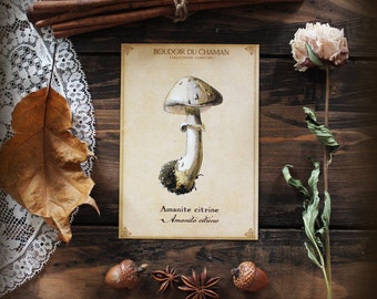 Citrino Amanita. cartão impresso com ilustração de cogumelo da 19ª magia de bruxaria de decoração botânica vintage.