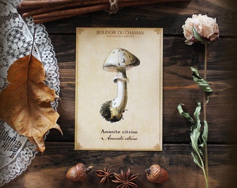 Citrine Amanita. mushroom illustration printed card from the 19th vintage botanical decoration witchcraft magic.