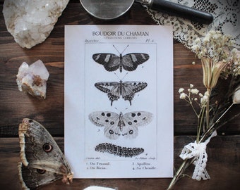 Entomologia. printed card butterflies illustration of the 19th vintage decoration cabinet of curiosities.