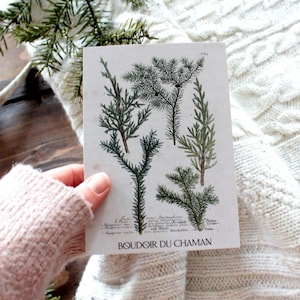 Coniferous. printed card illustration from the 19th vintage botanical decoration witchcraft magic. image 1