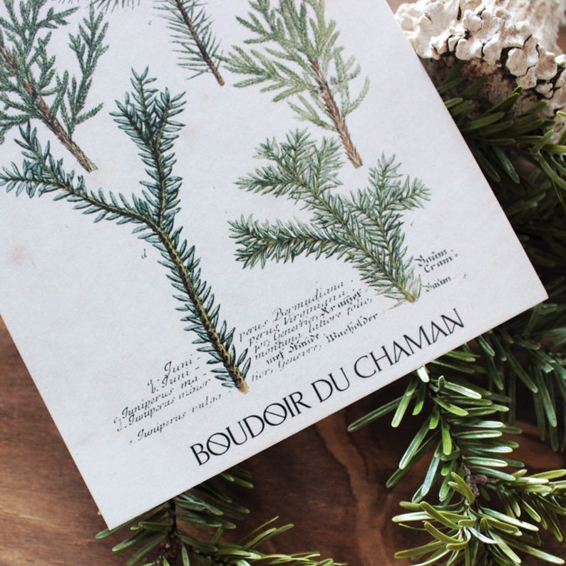 Coniferous. printed card illustration from the 19th vintage botanical decoration witchcraft magic. image 3