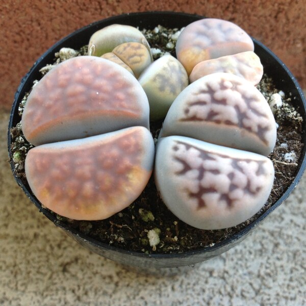 Succulent plant, Lithops Stoneface, another wonder. It looks almost like your using 3-D glasses. Amazing texture