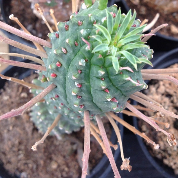 Cactus Plant, Euphorbia Spiralis