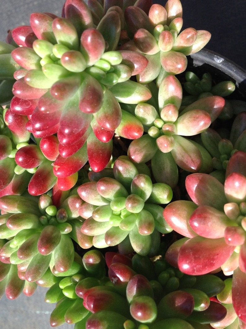 Succulent Plant Sedum Aurora. Chubby jelly bean type Succulent Plant Sedum Aurora. Chubby jelly bean type