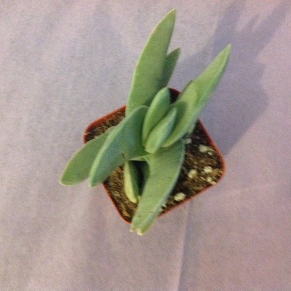 Succulent plant, Crassula Falcata or Propeller Plant