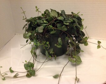 Succulent plant, String 0f Hearts
