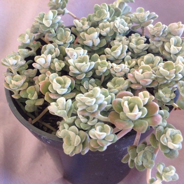 This is a listing for 2 plants, Sedum spathulifolium aka Capo Blanco. Tiny powdery white rosettes atop stems.