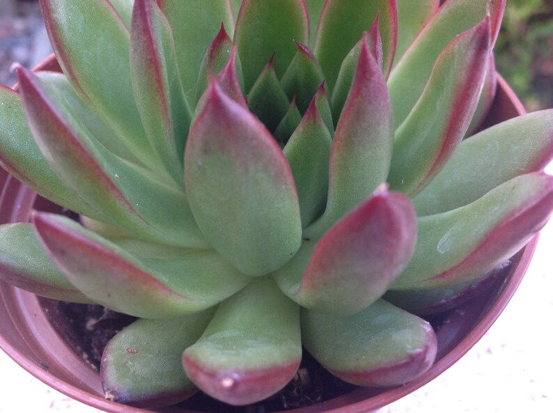 Succulent plant Echeveria Agavoides 'Red Tip' lovely | Etsy