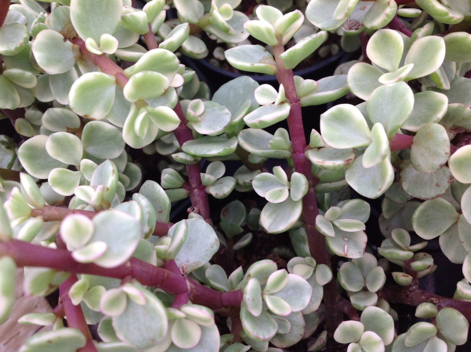 Succulent plant Rainbow Elephant Bush Beautiful shrubby | Etsy