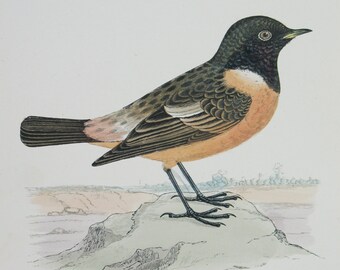 Young Stonechat by Sylvia MacGregor IC0 Vintage Bird Art Postcard