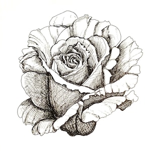 Rose Artwork, Pen and Ink Drawing, Original Drawing, 8x11