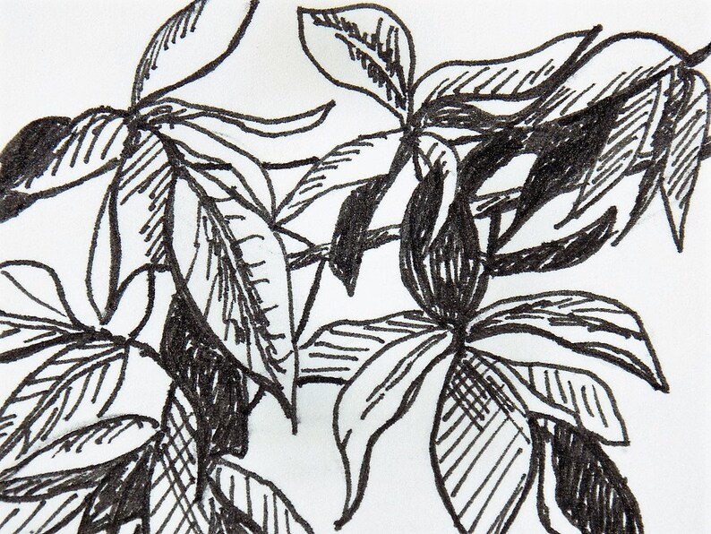 ACEO Original Art Leaves Pen and Ink Drawings Original Etsy