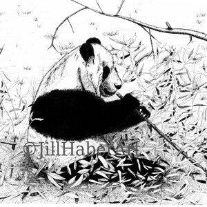 Panda Gifts, Art Print, Giclee Print, Pen and Ink Drawing, 5 x 7 Animal Print